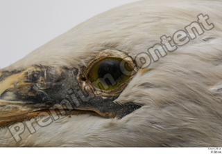 Stork  2 eye 0001.jpg
